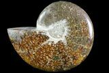 Wide Polished Cleoniceras Ammonite - Madagascar #74882-1